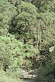 The cloud forest near the Cock of the Rock leks in the Manu reserve 